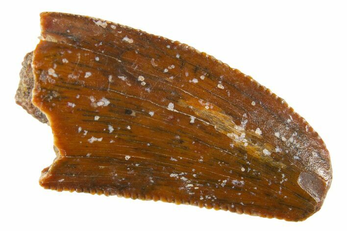 Serrated Raptor Tooth - Feeding Worn Tip #332653